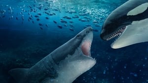 Orca Vs Great White háttérkép