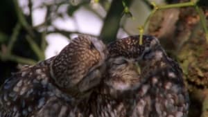 The Owls and the Orchard háttérkép