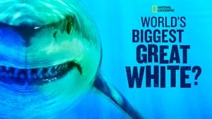 World's Biggest Great White? háttérkép