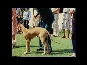 Training Dogs the Woodhouse Way 1. évad Ep.3 3. epizód