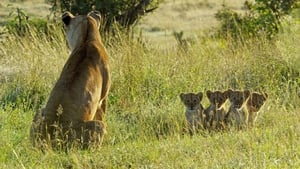 Élet a Serengeti Nemzeti Parkban kép