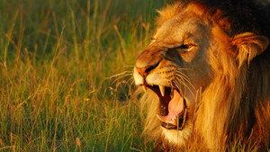 David Attenborough: A hangok titokzatos világa kép