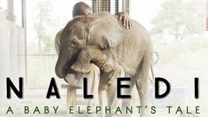 Naledi: A Baby Elephant's Tale háttérkép