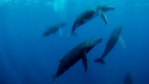 Humpback Whales háttérkép