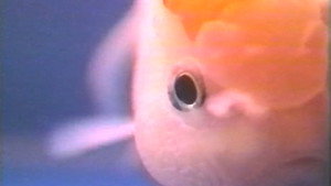 Sex Fish háttérkép