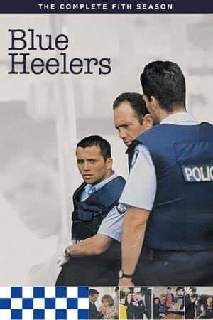 Blue Heelers