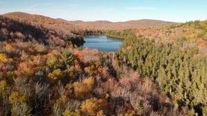 Le retour de la nature sauvage kép