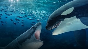 Orca Vs Great White háttérkép