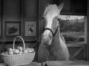 Mister Ed 3. évad Ep.22 22. epizód