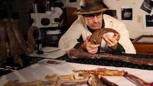 Nanotyrannus - a T. rex riválisa? háttérkép