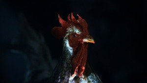 Rooster Road háttérkép