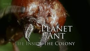 Planet Ant: Life Inside The Colony háttérkép