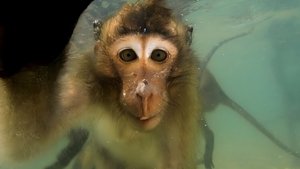 Les singes qui voulaient voir la mer háttérkép