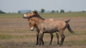 Vadlovak - Hortobágyi mese háttérkép