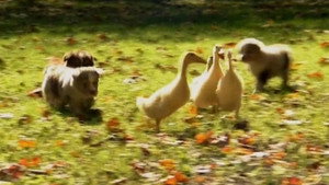 Too Cute Season 1 Ep.3 3. epizód