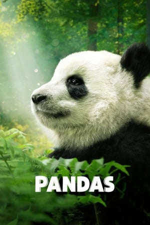 Pandas poszter