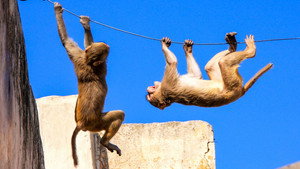 Animals Behaving Badly Season 1 Ep.2 2. epizód