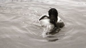 Dolphin Lover háttérkép