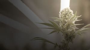 Cannabis : la série documentaire kép