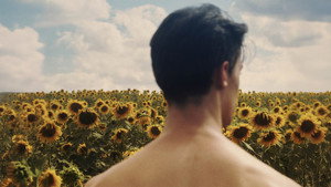 Sunflower háttérkép