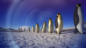 Penguins: Spy in the Huddle 1. évad Ep.1 1. epizód