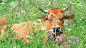 Au bonheur des vaches háttérkép