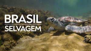 Szelidítetlen Brazília kép