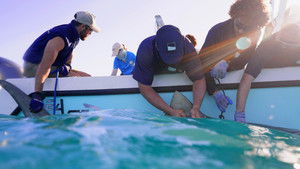 Sharks of the Bermuda Triangle háttérkép