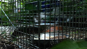 New York Cat Crisis háttérkép
