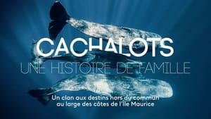 Cachalots, une histoire de famille háttérkép