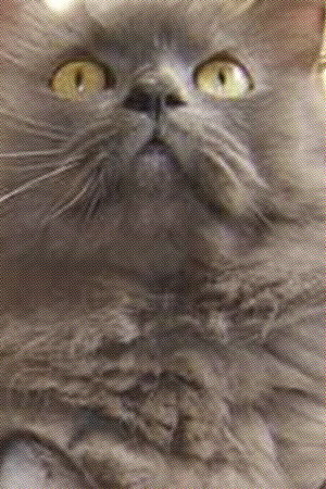 Monstro Cat