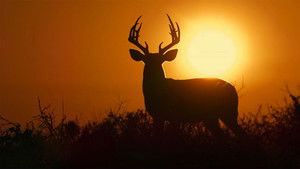 Deep in the Heart: A Texas Wildlife Story háttérkép
