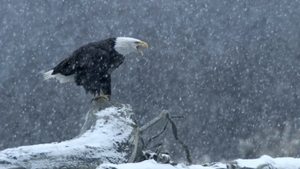 Yellowstone: Százötven Minisorozat Ep.2 A tél fensége