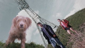 Dog háttérkép