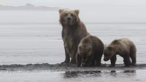 The Tracker's Diary: Bears of Katmai 1. évad Ep.5 5. epizód