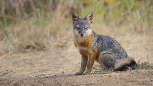 Le renard qui a sauvé son île háttérkép