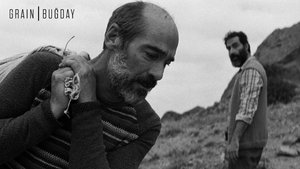Buğday háttérkép