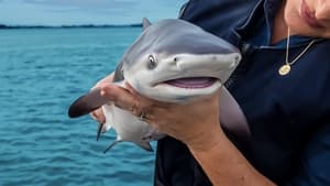 Baby Sharks háttérkép