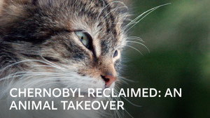 Chernobyl Reclaimed: An Animal Takeover háttérkép