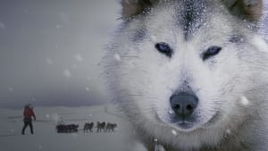 Ice Dogs: The Only Companions Worth Having háttérkép