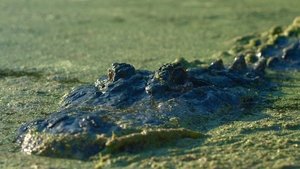 Gator Lake háttérkép