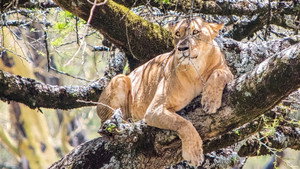 Lion Queen háttérkép