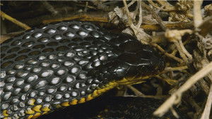 Snake Island: Wild & Deadly háttérkép