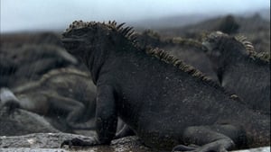 Galapagos kép