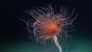 Abysses, la face cachée des océans háttérkép