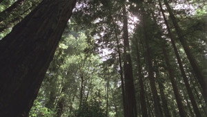 Redwood Curtain háttérkép