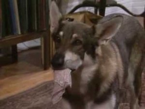The Littlest Hobo 4. évad Ep.13 13. epizód