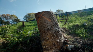 The Tree Economy háttérkép