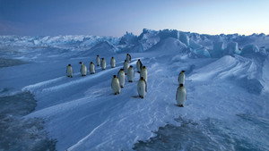 Vincent Munier, éternel émerveillé háttérkép