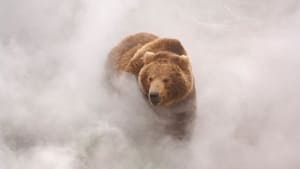 Terre des ours háttérkép